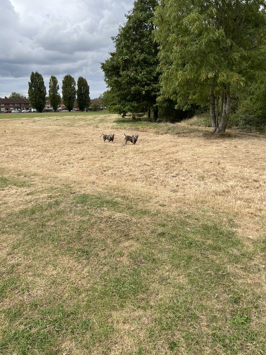 Where’s our long grass gone 😳🐶🐾🐾🐾