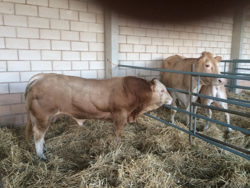conabaoficial's tweet photo. Por otro lado, en Cantavieja, Teruel, tendrá lugar nada menos que la 113 edición de la feria ganadera. La Blonde de Aquitania estará presente de la mano de Javier Tenias, socio de Zaragoza. Estos son algunos de los ejemplares que mostrará. https://t.co/RaY1QTdAhL