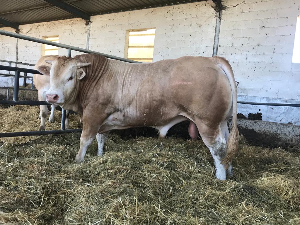 conabaoficial's tweet photo. Por otro lado, en Cantavieja, Teruel, tendrá lugar nada menos que la 113 edición de la feria ganadera. La Blonde de Aquitania estará presente de la mano de Javier Tenias, socio de Zaragoza. Estos son algunos de los ejemplares que mostrará. https://t.co/RaY1QTdAhL