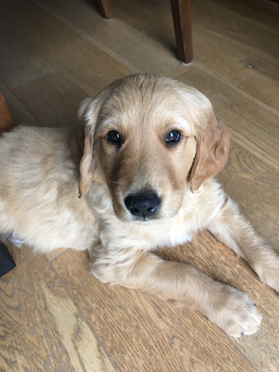 Ignore that innocent face. George should be renamed NoGeorge! He is in the cooler that often, maybe Hilts!! But he is settling in well #ournewfamilymember