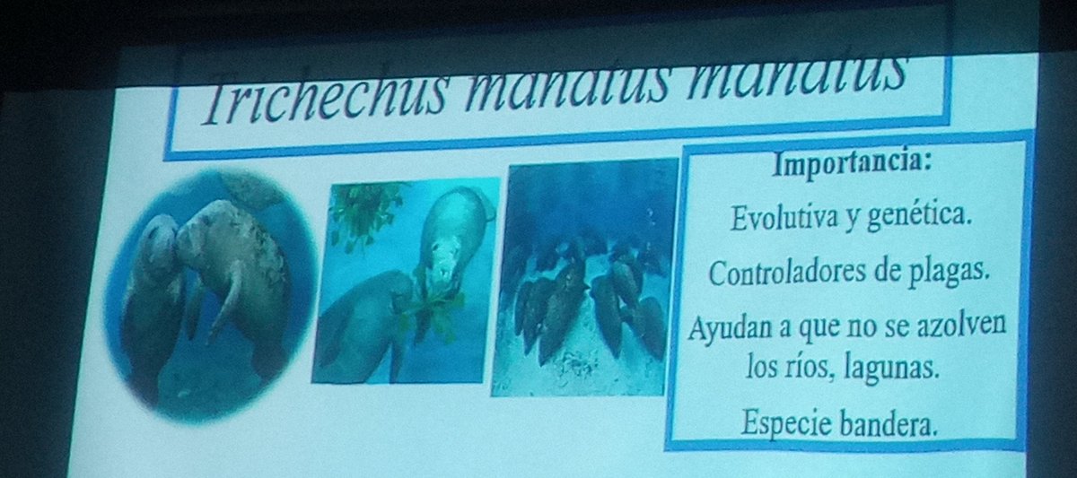 lauracantun's tweet photo. Los manatíes son :
-Controladores de plagas.
-Ayudan a qué no se azolven los ríos y lagunas
-Es una especie bandera
Existe poca información genética de los manatíes del Golfo de México.
En la @DACBiolUJAT
están haciendo estudios  para su conservación. https://t.co/OpnNNhy5G4