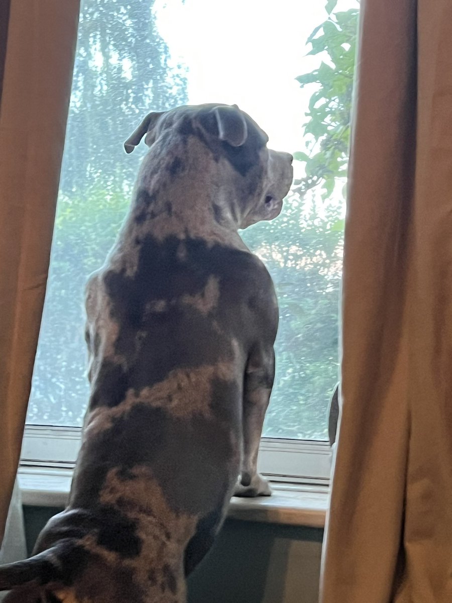 I’ll be on that field soon 🐶🐾🐾🐾