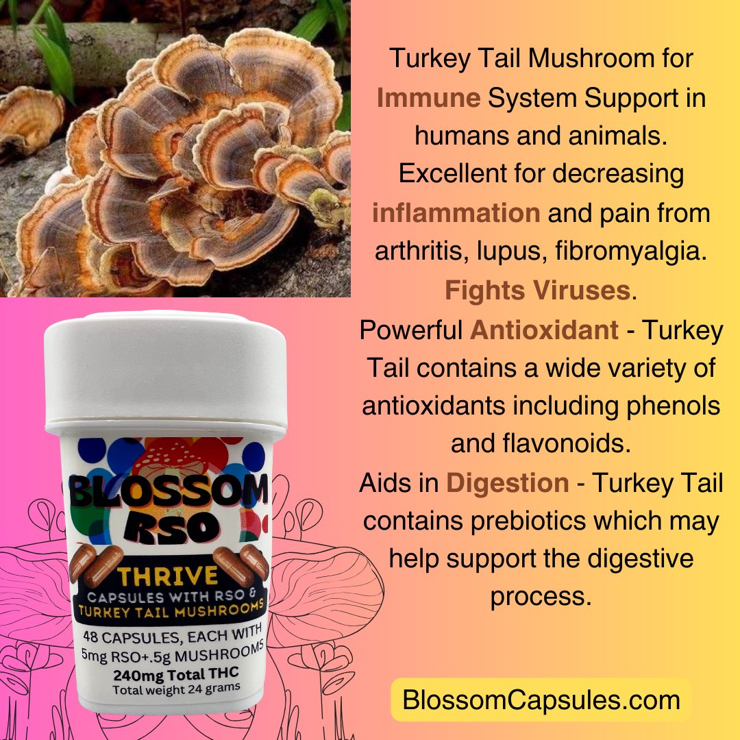 BlendingLlc's tweet photo. #turkeytail #cancer #virus https://t.co/bk0YavSHEa