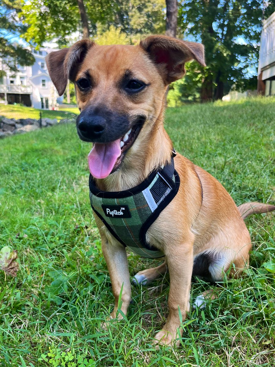 antoinette antonio tweet media