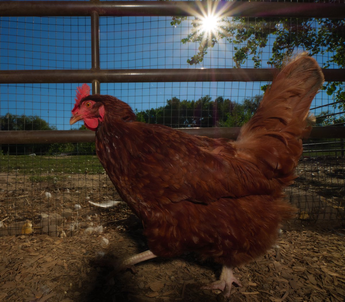 On a summer day so bright and gay,
Red chicken clucks, "Treats, hooray!"

(retweet to send a treat live.ourchickenlife.com)