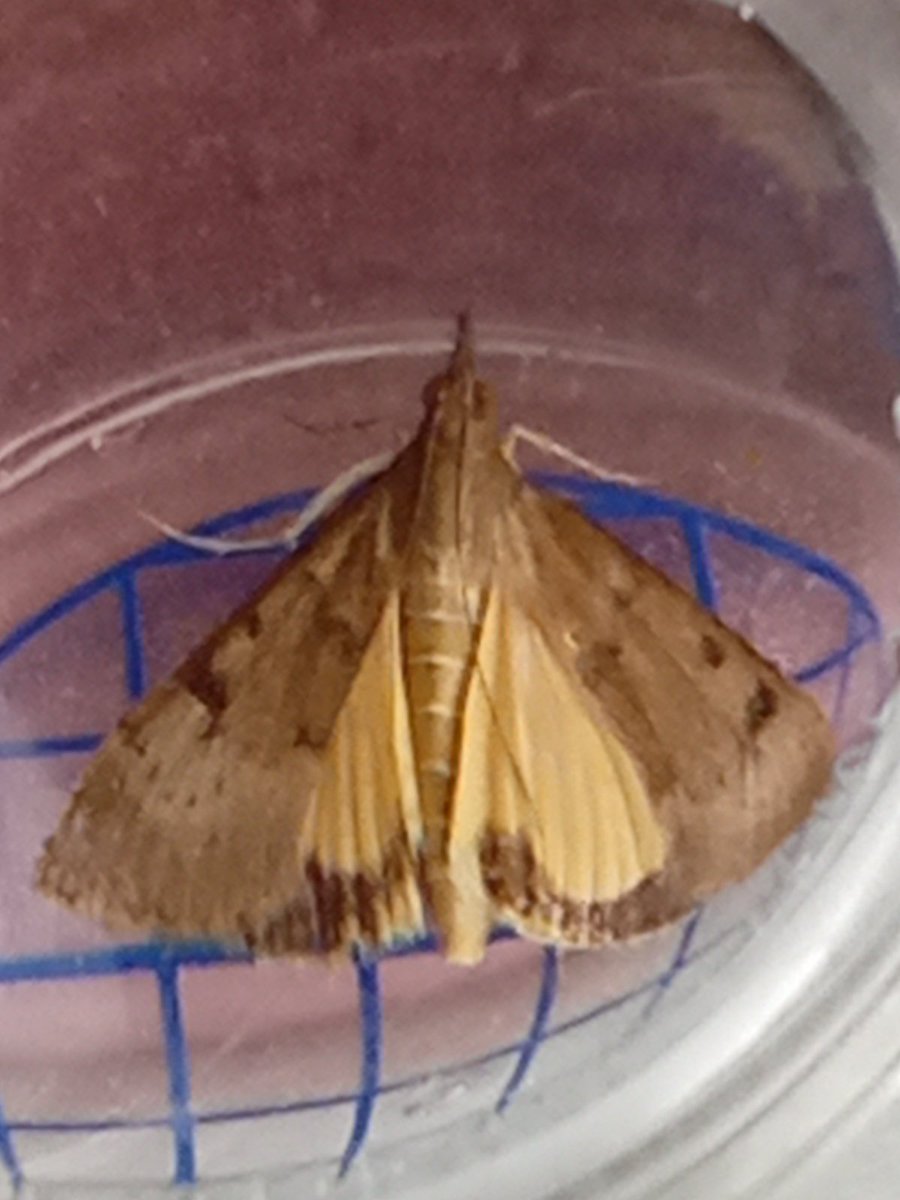 Very excited to trap a very rare moth for Wales.  Last record 2013 in Powys.  Normally only in South apparently.  Uresiphita gilvata ( Yellow-underwing Pearl) @freedie #British Moths #Llynpeninsula #Team Moth #abersoch #migrant Moths