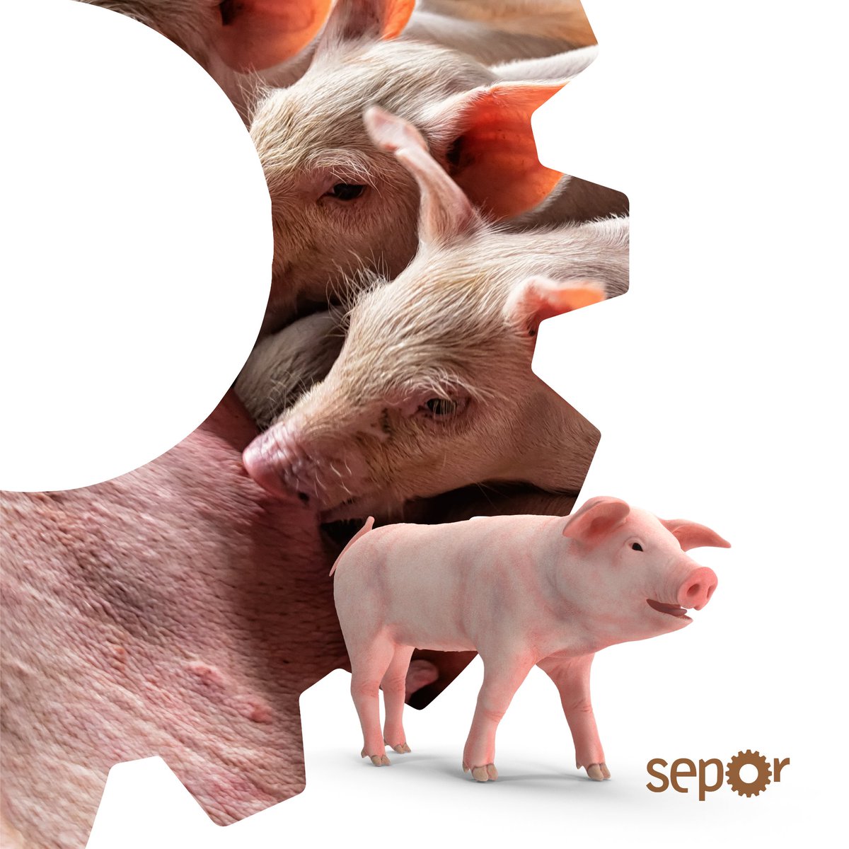 SEPORLorca's tweet photo. SEPOR es la Feria Ganadera, Industrial y Agroalimentaria por excelencia y como no podía ser de otra manera, el porcino será protagonista. ¡Este sector ocupa el primer lugar de la Producción Final Ganadera de España con el 39% del total!

¡Esperamos verte en nuestra edición 56! https://t.co/LOS79DPpkV