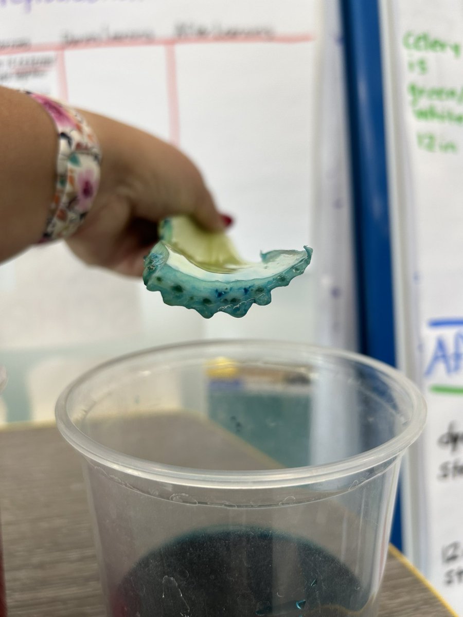 We are learning all about the internal and external structures of plants and animals. This investigation is showing us how plant stems work. So far we have noticed that stems have tube-like structures inside that suck up water and bring it to the leaves and top of the plant! 🌱