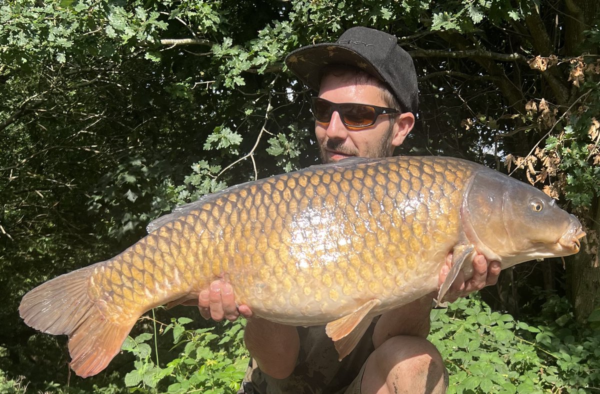 GilardoniScott's tweet photo. Park Lake Floater Rota.!

Decided To Take A Look At The Local Park Lake Today &amp; I’m Happy I Did
This Old Warrior Of A Common Couldn’t Resist My Hook Bait
Biggest Fish From The Surface Now, Turning The Scales Round To 30lb 14oz

One Very Happy Bert Over Here
#fishing #floaterrota https://t.co/IPDONY7KT0
