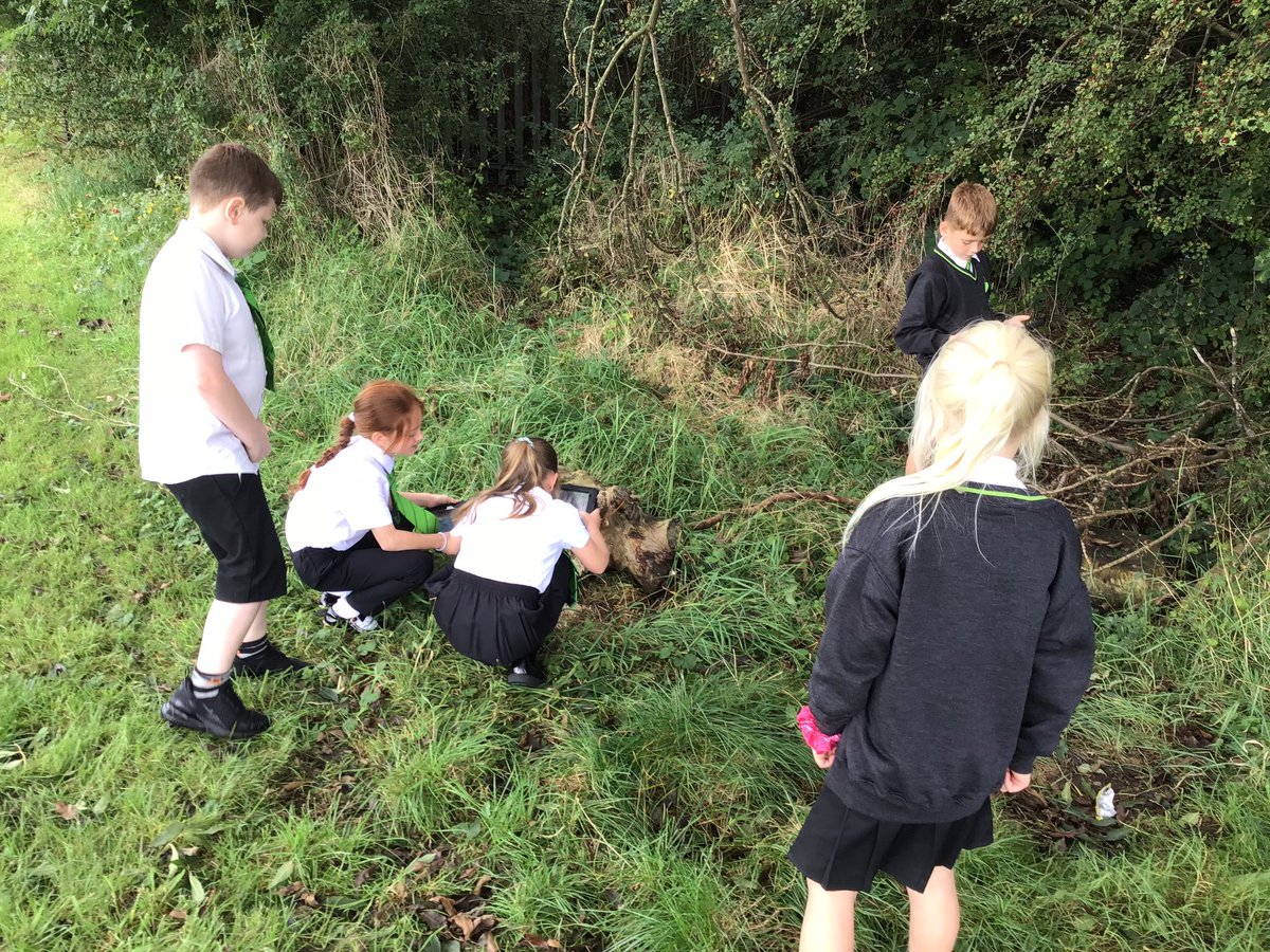 LindenRDCedar's tweet photo. Habitat hunt - how many plants and animals can we find in the various school habitats? 
@Linden_Science https://t.co/TWPm4z6mQT