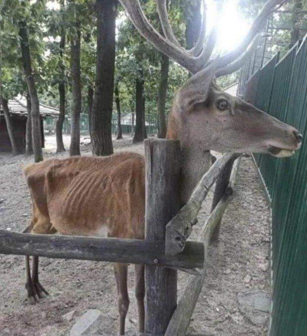 Niğde Bor..Hapishanesine yakın biri var mı.? Yardım etsin.
Bor hayvan hapishanesi.....Hayvanat bahçesi adı altında esir edilerek açlıktan ölüyor Canlılar.
<a href="/belediye51/">Niğde Belediyesi</a> 
<a href="/NigdeValiligi/">T.C. Niğde Valiliği</a> 
<a href="/baskanozdemirr/">Emrah Özdemir</a>