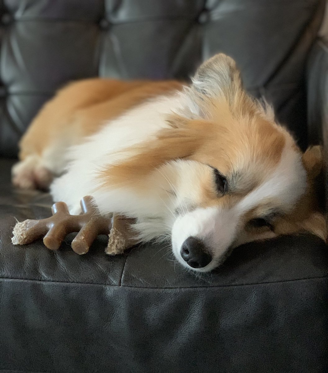 Our sweet Remy girl 🎀💕 #CorgiCrew #corgi #babydog #CorgiLover #fluffydog