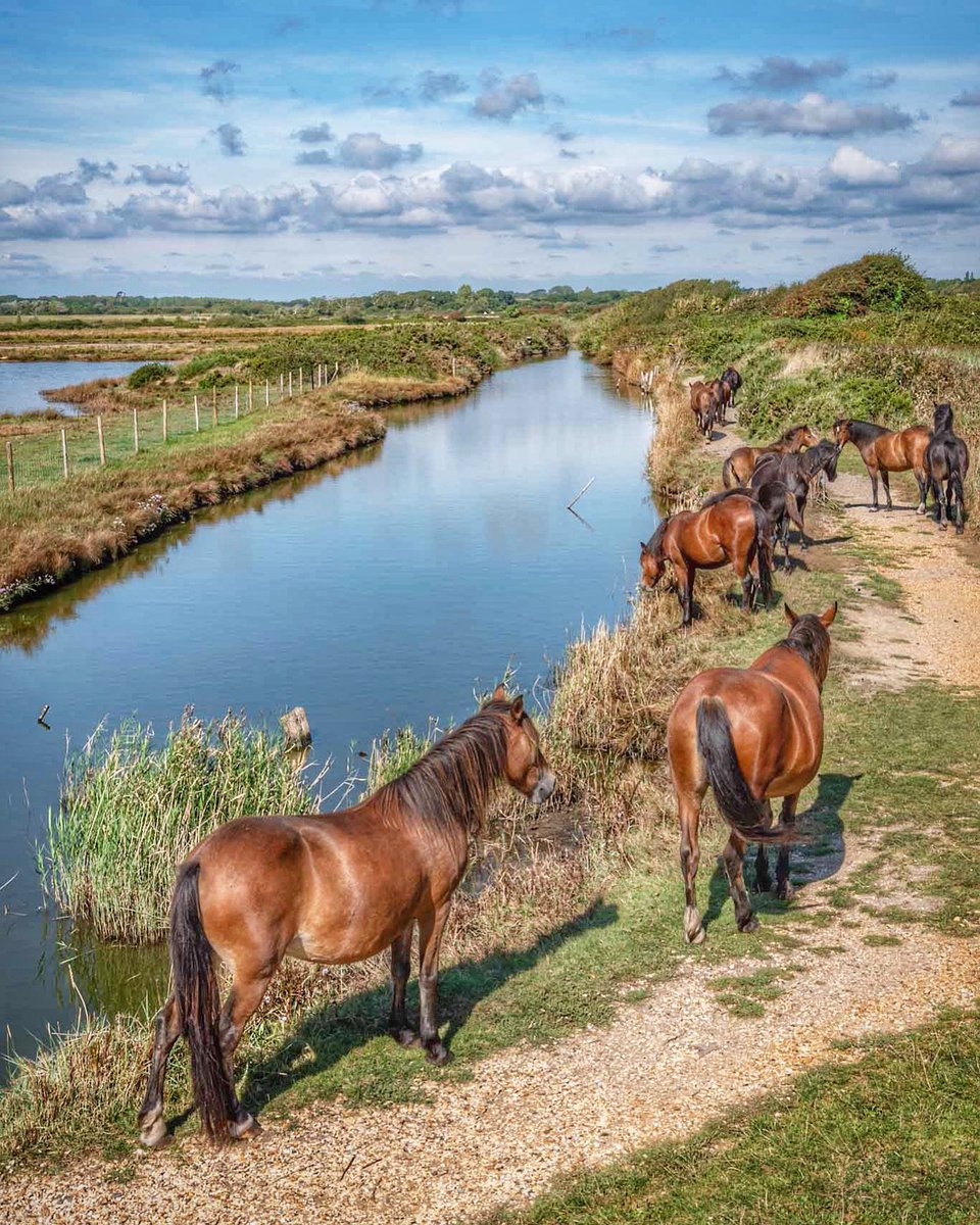 How lovely to see New Forest ponies at Keyhaven today 

#wildlifephotography #wildlifeplanet #animallover #raw_horses #capturingbritain #lymington #hampshire #bbcountryfilemagpotd
