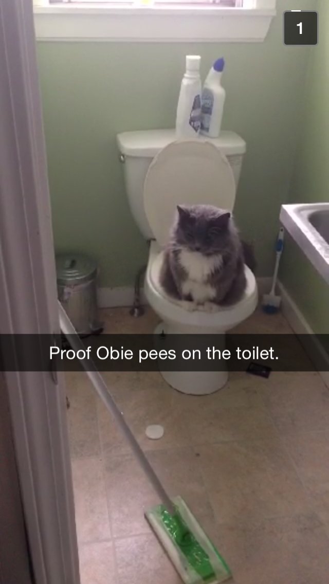 juabear_'s tweet photo. @ShouldHaveCat Sushi, Lucky, James, Simba, Cow, Obie https://t.co/iH2JfbrQUz