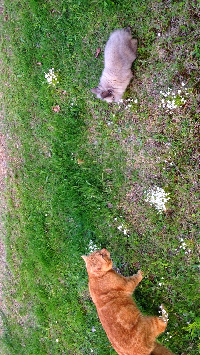 juabear_'s tweet photo. @ShouldHaveCat Sushi, Lucky, James, Simba, Cow, Obie https://t.co/iH2JfbrQUz