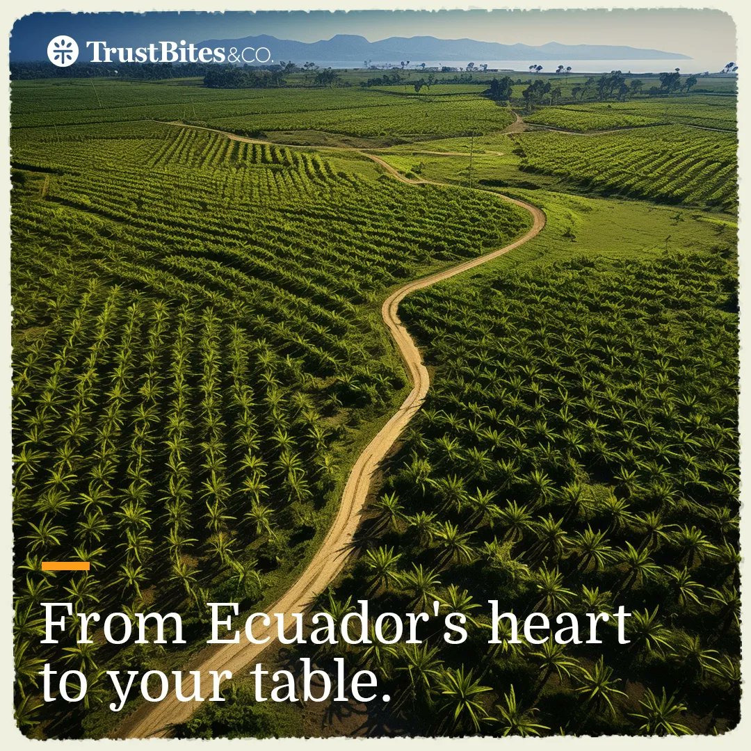 TrustBites's tweet image. Behind every TrustBites product is a tale of passion, commitment, and the rich landscapes of Ecuador. Dive into our story of quality and equitable trade.   Stay tuned for updates on our upcoming product release.🌿🍌 #RootedInQuality #TrustBitesOrigins #TrustTheProcess
