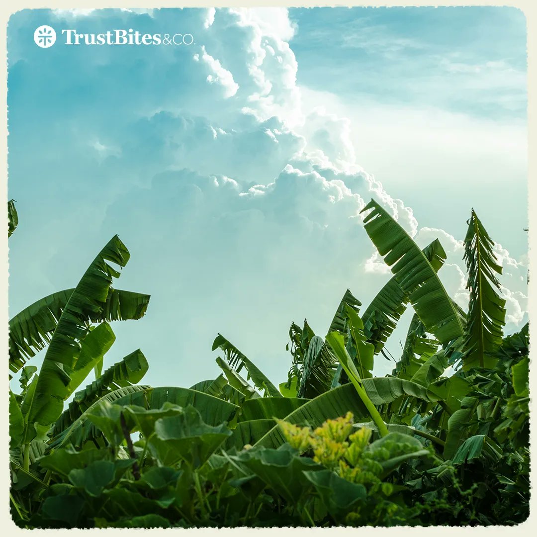 TrustBites's tweet image. Behind every TrustBites product is a tale of passion, commitment, and the rich landscapes of Ecuador. Dive into our story of quality and equitable trade.   Stay tuned for updates on our upcoming product release.🌿🍌 #RootedInQuality #TrustBitesOrigins #TrustTheProcess