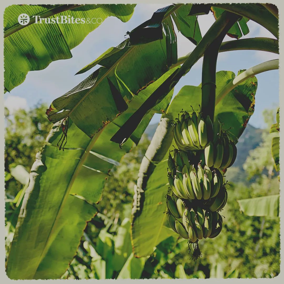 TrustBites's tweet image. Behind every TrustBites product is a tale of passion, commitment, and the rich landscapes of Ecuador. Dive into our story of quality and equitable trade.   Stay tuned for updates on our upcoming product release.🌿🍌 #RootedInQuality #TrustBitesOrigins #TrustTheProcess