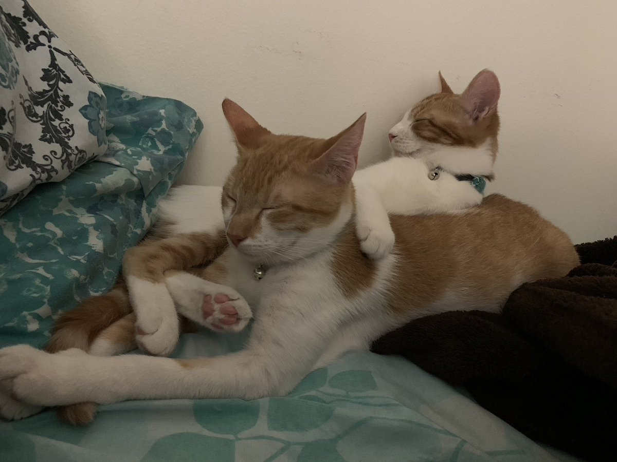 queenofrhizz's tweet photo. @ShouldHaveCat Kricket &amp; Kosmo 😇 https://t.co/gyN7iTfRt1