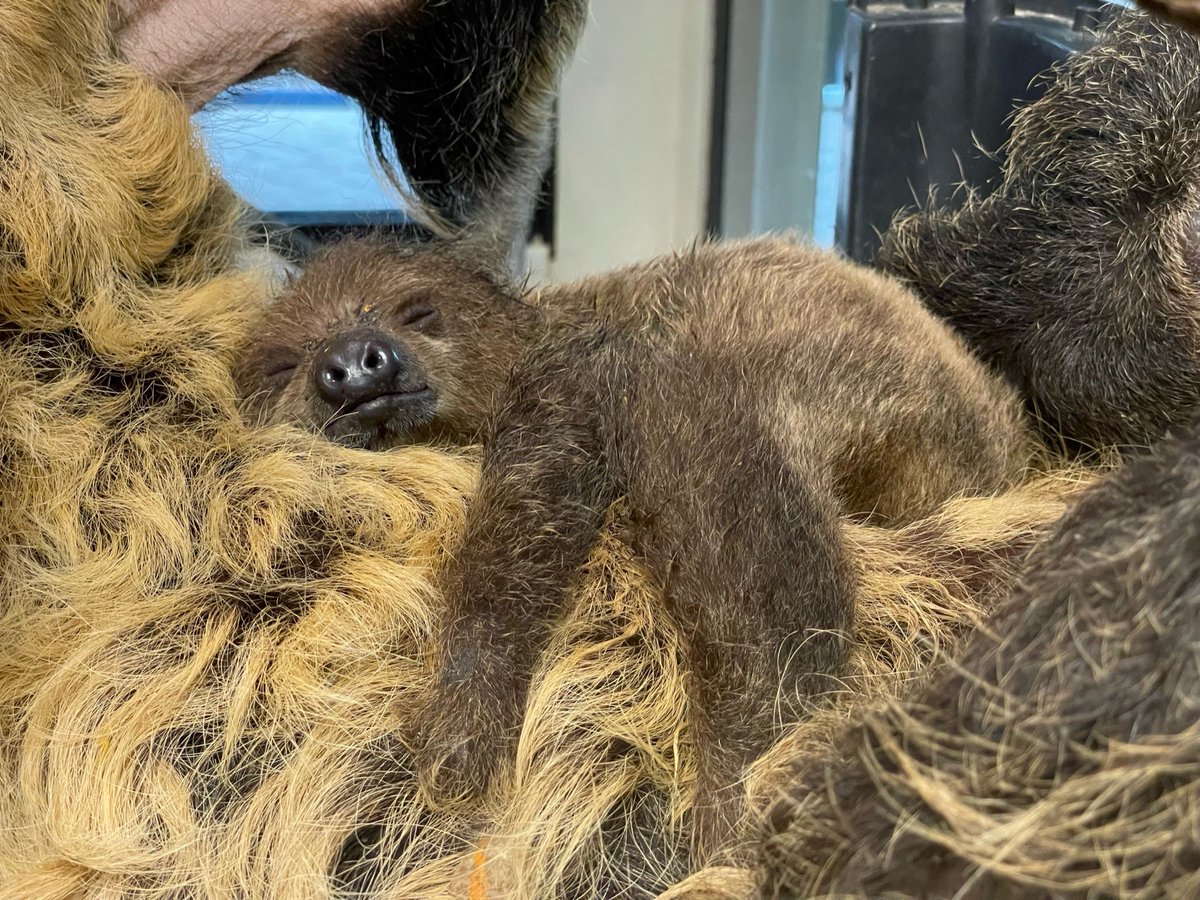 CincinnatiZoo's tweet photo. Juno takes an afternoon nap on mom's belly! 🤗 https://t.co/jcJNqoB4fB