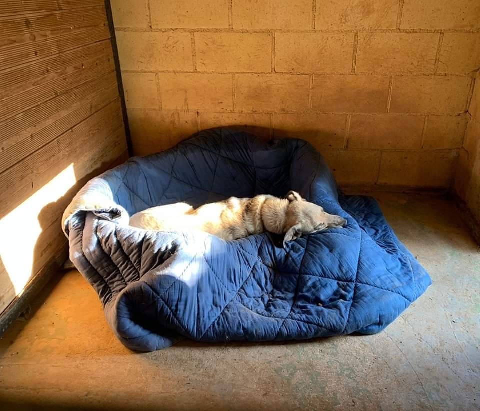 #Valiente se ha rendido...

El destino ha sido cruel y el tiempo ha transcurrido sin piedad
Parece haberlo convertido en un fantasma, y la ilusion se ha ido desvaneciendo lentamente.

Necesita una casa
#Adopta fundacionbm.com/animales/valie…
Ayudanos a encontrar una familia para él