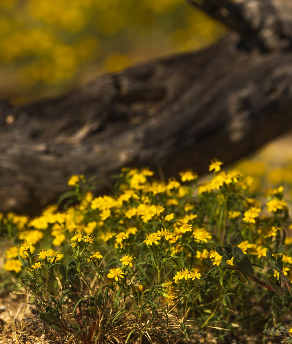 Like Kay last year, Hilary dropped around 2' of rain around here, so the fragrant monsoonal chinch-weed (Pectis papposa var. papposa) is now flowering and now covers much of the Borrego Valley area, from the Borrego Sink to the hillsides in the Badlands (Photos: Sicco Rood).