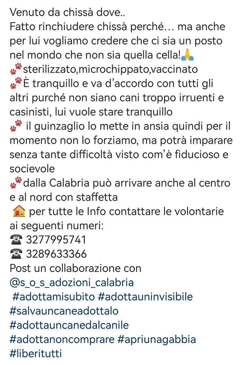 MonicaOrsini8's tweet photo. Gioele una meraviglia di cane, inspiegabilmente tra i dimenticati del #canile. Buono, coccolone come un #cucciolo merita una #famiglia 🆘3289633366 #Calabria #AdoptDontShop #SosCani #adottanoncomprare #adottauncanedalcanile #canicercacasa #adozionecani #adozionidelcuore #adottami https://t.co/IP7RDBDLd6