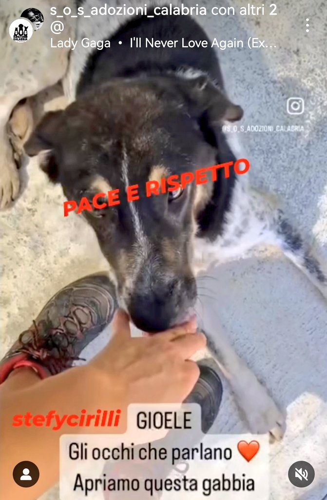 MonicaOrsini8's tweet photo. Gioele una meraviglia di cane, inspiegabilmente tra i dimenticati del #canile. Buono, coccolone come un #cucciolo merita una #famiglia 🆘3289633366 #Calabria #AdoptDontShop #SosCani #adottanoncomprare #adottauncanedalcanile #canicercacasa #adozionecani #adozionidelcuore #adottami https://t.co/IP7RDBDLd6