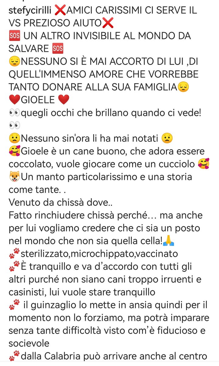 MonicaOrsini8's tweet photo. Gioele una meraviglia di cane, inspiegabilmente tra i dimenticati del #canile. Buono, coccolone come un #cucciolo merita una #famiglia 🆘3289633366 #Calabria #AdoptDontShop #SosCani #adottanoncomprare #adottauncanedalcanile #canicercacasa #adozionecani #adozionidelcuore #adottami https://t.co/IP7RDBDLd6