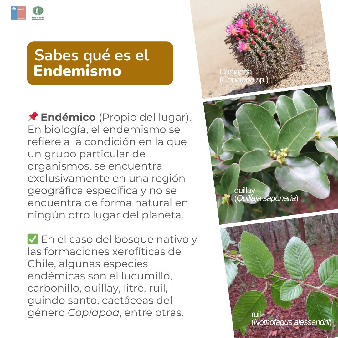 👩🏻‍💻Aprende con INFOR
📌 Endémico (Propio del lugar). En biología, el endemismo se refiere a la condición en la que un grupo particular de organismos, se encuentra exclusivamente en una región geográfica específica y no se encuentra de forma natural en ningún otro lugar del planeta