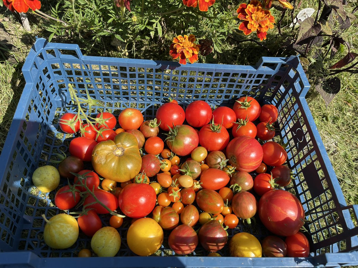 It’s just my millionth tomato harvest 😍 I’ve NEVER been as successful with tomatoes as I have this last year, and its all because of the polytunnel! Not a glimpse of blight in sight yet my home tomatoes caught it
