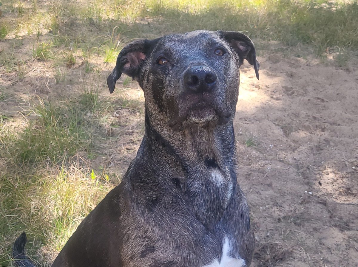 Finally Autumn.   60's.   Happy man happy dog .  As always, waiting for the ball

#dogstagram #dogslife #dogsofinstgram #catahoula