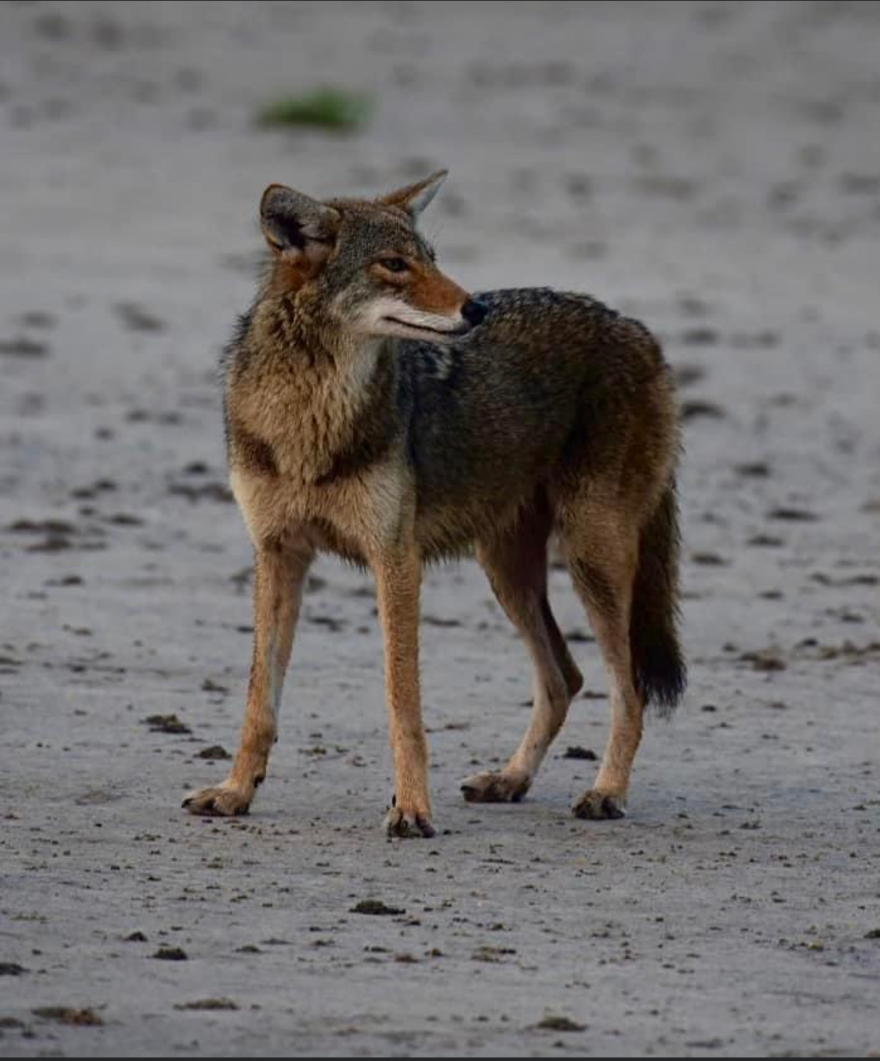 Where Do Red Wolves Live