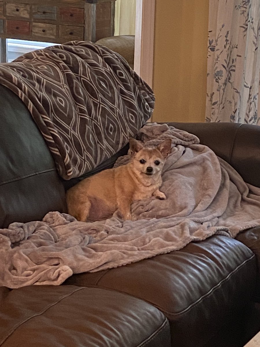 CindySten's tweet photo. Pray for our sweet Heidi. She’s having a lot of issues right now and we’re trying desperately to save her without her suffering 💔. She’s tough and loves life so paws in friends 🐾 https://t.co/Xh75IEWjqU