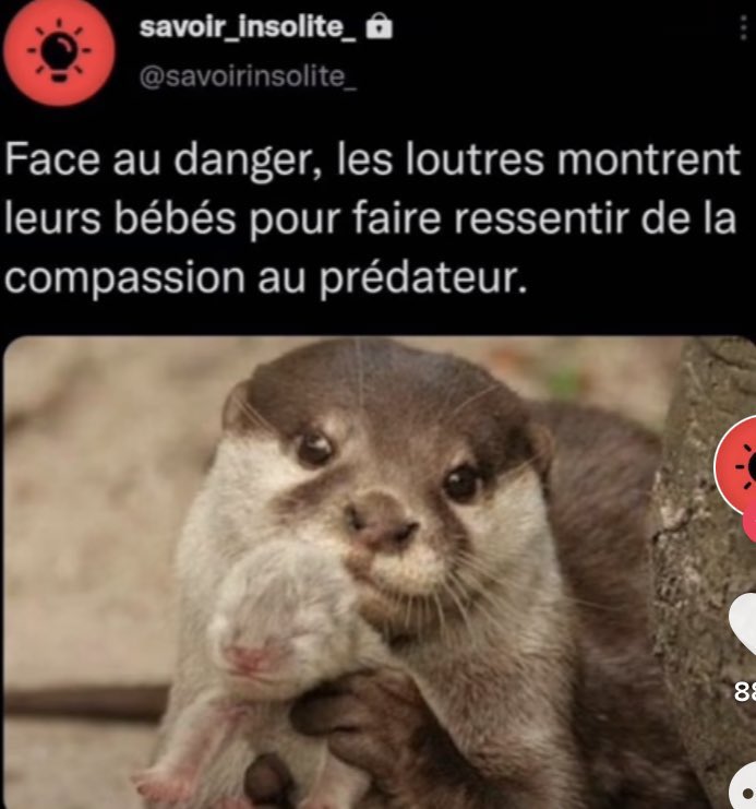 Top Des Screen tweet media