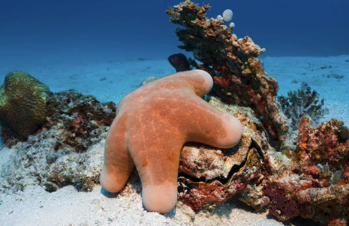 QuireMemes's tweet photo. This starfish is called a choriaster.

Presumably they sing Coral Evensong. https://t.co/wQHIMrZPYy