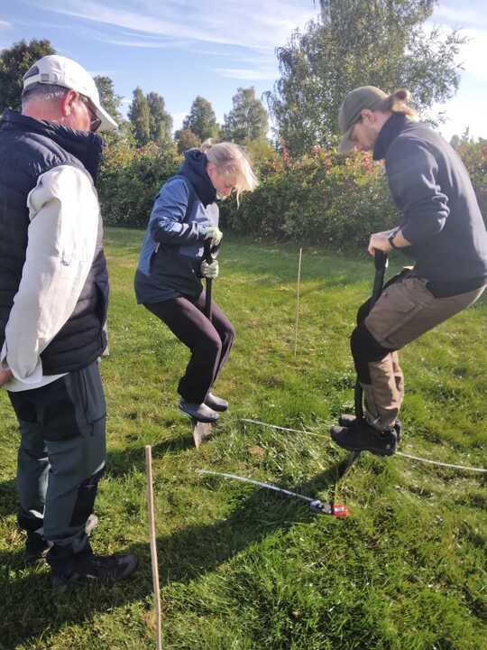 Hmmm, why do fairy rings grow outwards?! Boel shows her three supervisors how to dig and move around parts of rings - to figure this out! Stay tuned (a couple of years) to see where the fungi goes 😅