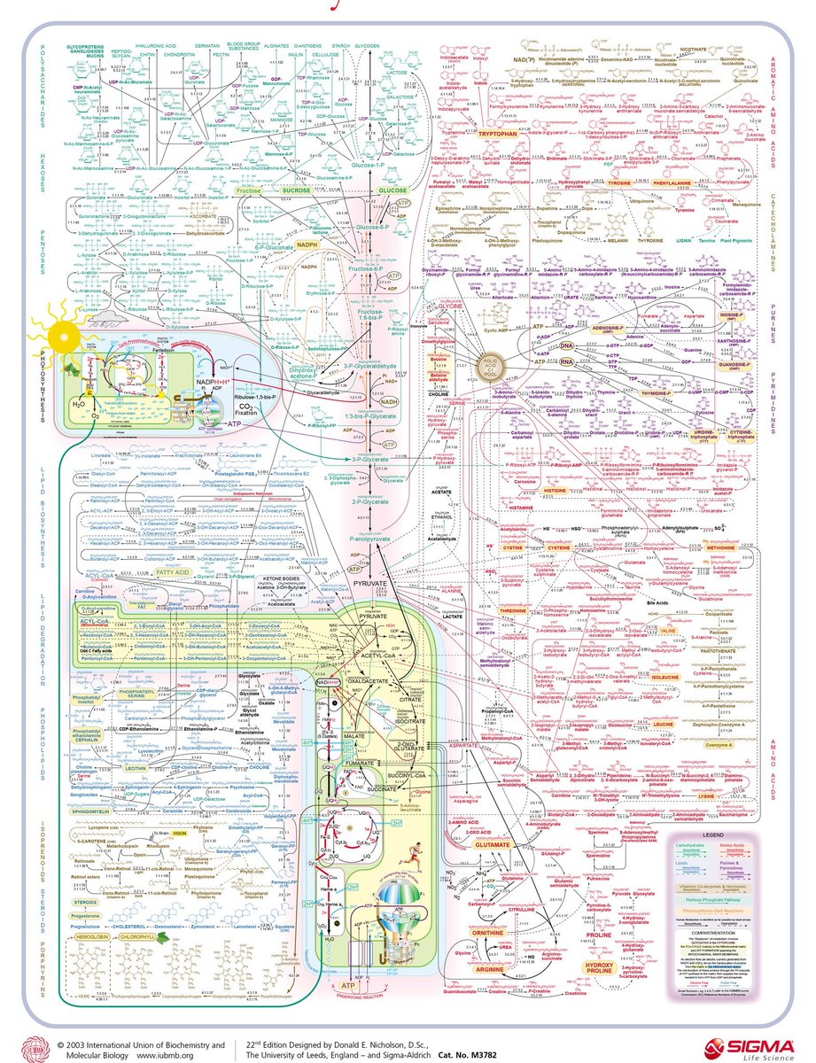 La Bioquímica es muy simple: solo hay que entender las interrelaciones entre las distintas vías metabólicas y listo. Pan comido.