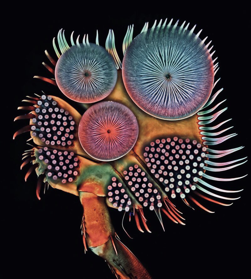 front foot of a diving beetle with suction cups magnified 1,000x
