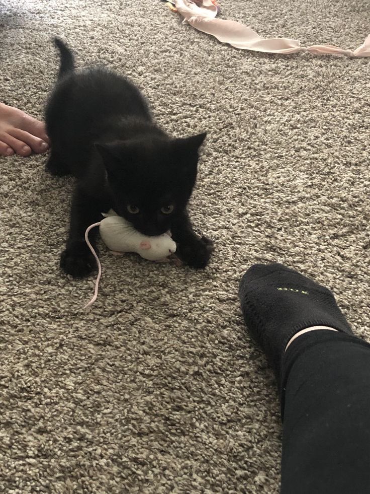 Black cats are not bad luck tweet media