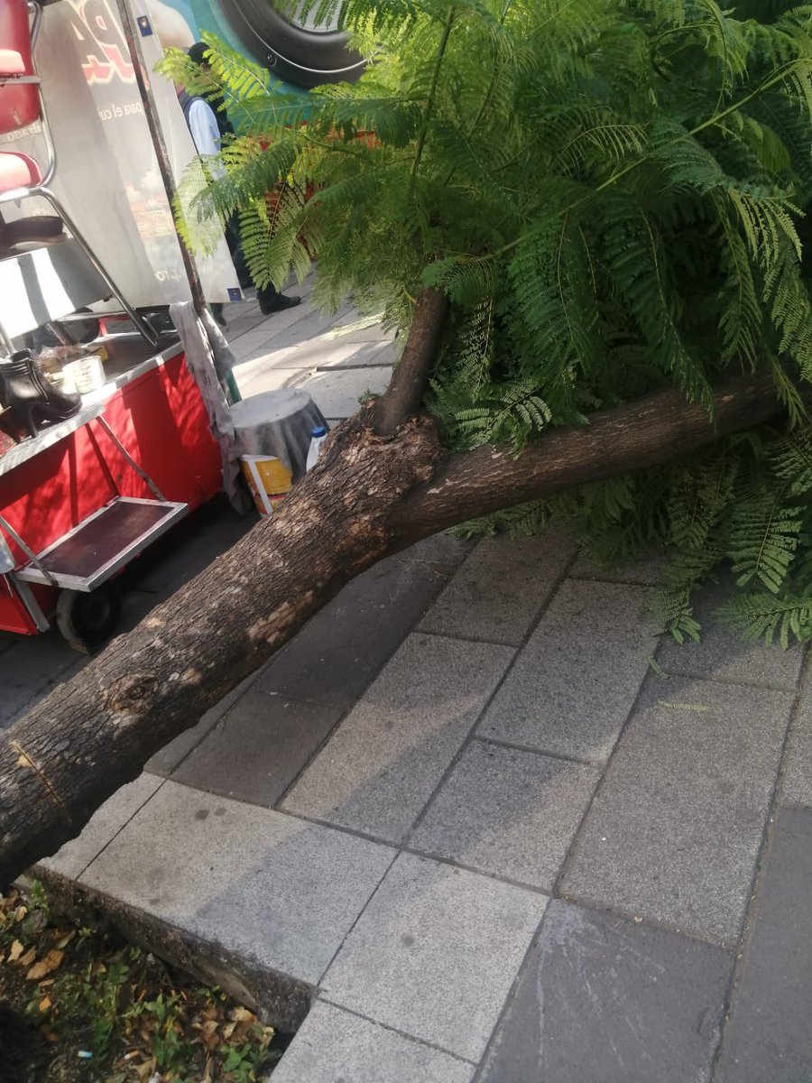 JCelForestal (@jcelforestal) on Twitter photo En la esquina de Hamburgo 45 y Nápoles en la Juárez, no se veía el anuncio el árbol estorbaba y pues, lo cortaron (ilegalmente). <a href="/PAOTmx/">PAOT</a> <a href="/AlcCuauhtemocMx/">Alcaldía Cuauhtémoc</a> <a href="/SEDEMA_CDMX/">Secretaría del Medio Ambiente</a> #bosqueurbano Agencias de publicidad y las marcas que se anuncian pueden hacer algo bueno por los árboles? En la esquina de Hamburgo 45 y Nápoles en la Juárez, no se veía el anuncio el árbol estorbaba y pues, lo cortaron (ilegalmente). <a href="/PAOTmx/">PAOT</a> <a href="/AlcCuauhtemocMx/">Alcaldía Cuauhtémoc</a> <a href="/SEDEMA_CDMX/">Secretaría del Medio Ambiente</a> #bosqueurbano Agencias de publicidad y las marcas que se anuncian pueden hacer algo bueno por los árboles?