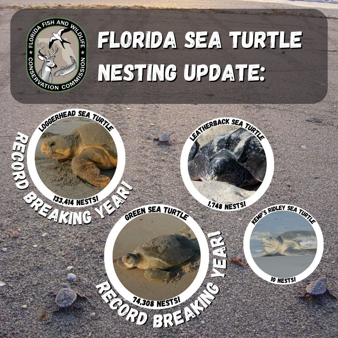 #nestingseason2023 #seaturtle #education #awareness #protection #savetheseaturtles #NSTSTF #seaturtlelove #extinctionisforever #cleandarkflat