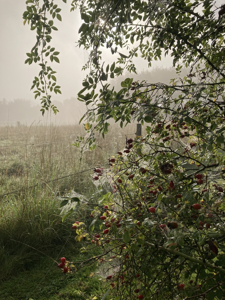 frankieshrapnel.bsky.social tweet media