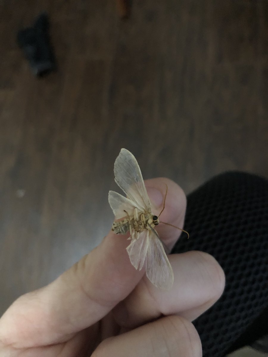 Doofgradstudent's tweet photo. Y’all I am absolutely STUMPED by this moth? It has translucent wings except the top edges, a yellow body and pale yellow legs. It was caught in Athens, GA, USA on August 25. Any ideas on where to start? #entomology #moths #natureID https://t.co/hPTYv1xupj