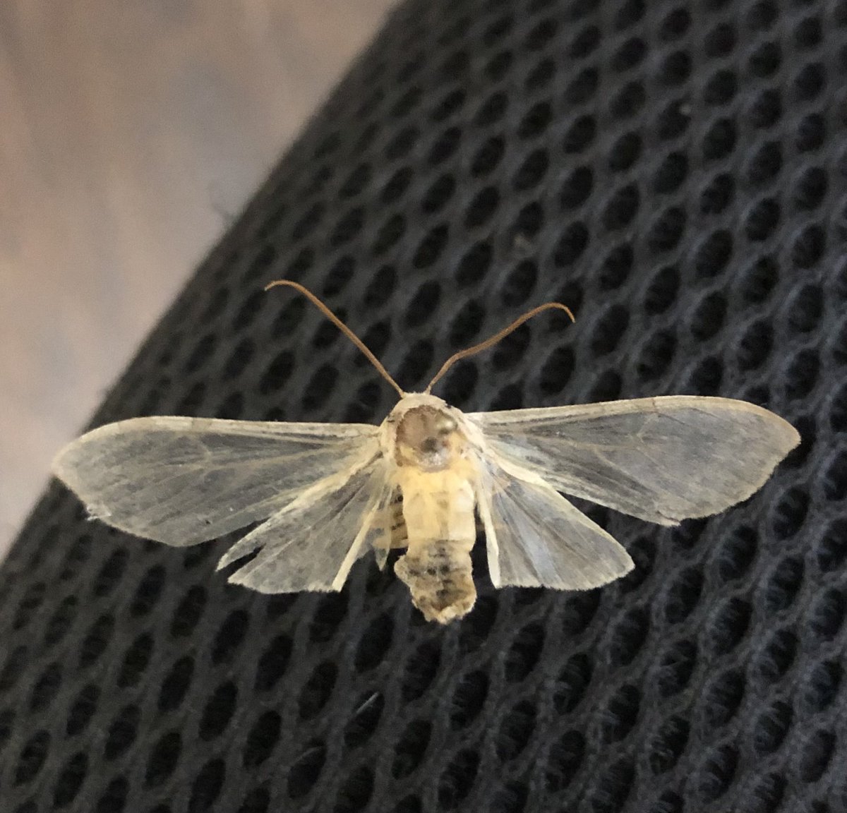 Doofgradstudent's tweet photo. Y’all I am absolutely STUMPED by this moth? It has translucent wings except the top edges, a yellow body and pale yellow legs. It was caught in Athens, GA, USA on August 25. Any ideas on where to start? #entomology #moths #natureID https://t.co/hPTYv1xupj