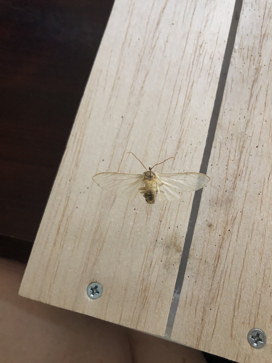 Doofgradstudent's tweet photo. Y’all I am absolutely STUMPED by this moth? It has translucent wings except the top edges, a yellow body and pale yellow legs. It was caught in Athens, GA, USA on August 25. Any ideas on where to start? #entomology #moths #natureID https://t.co/hPTYv1xupj