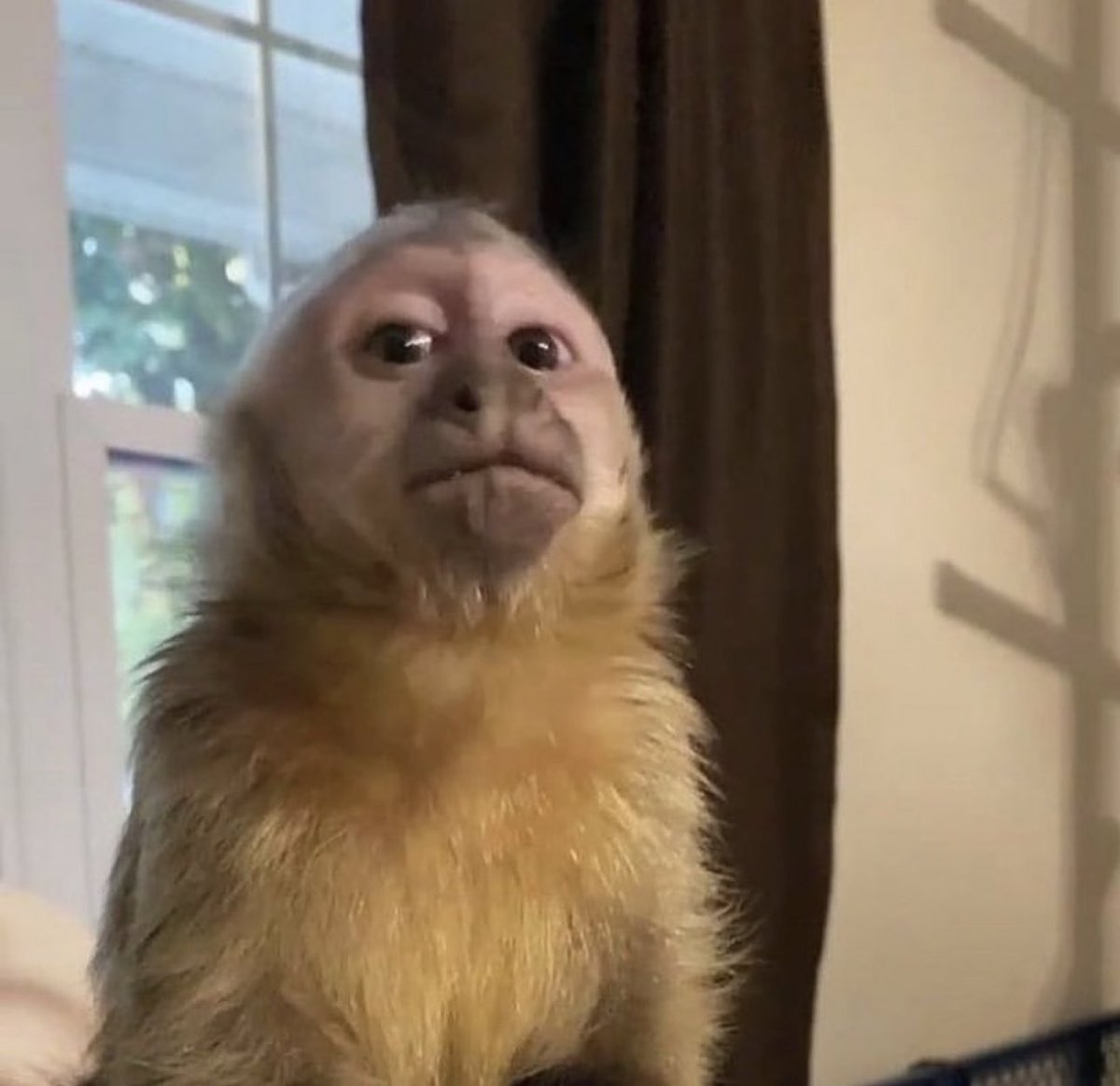 Peso Pluma (@_pesopluma) on Twitter photo 