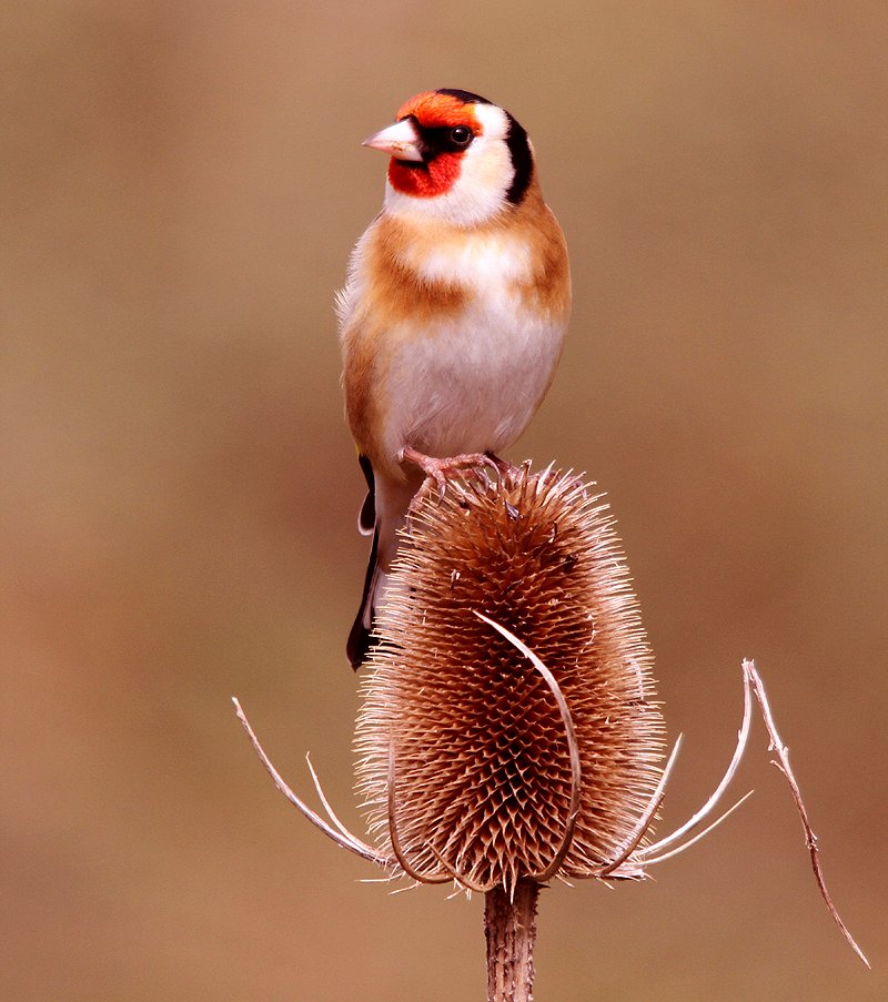 pgilman1962's tweet image. #CAWOSbirding We shall be heading out #patching on Sunday morning at 11 around chelford quarries. Usual meeting spot at Mere farm entrance, hoping for a few migrants &amp;amp; surprises. Images courtesy of @Adski44 @stevesealimages &amp;amp; David Collis.