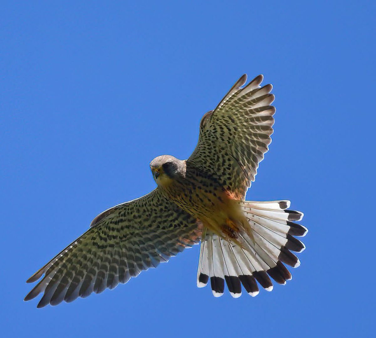 pgilman1962's tweet image. #CAWOSbirding We shall be heading out #patching on Sunday morning at 11 around chelford quarries. Usual meeting spot at Mere farm entrance, hoping for a few migrants &amp;amp; surprises. Images courtesy of @Adski44 @stevesealimages &amp;amp; David Collis.