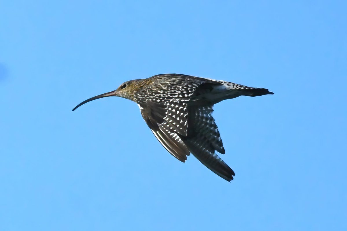 pgilman1962's tweet image. #CAWOSbirding We shall be heading out #patching on Sunday morning at 11 around chelford quarries. Usual meeting spot at Mere farm entrance, hoping for a few migrants &amp;amp; surprises. Images courtesy of @Adski44 @stevesealimages &amp;amp; David Collis.